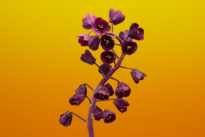 Fritillaria Flower iOS 11 Stock149208515 300x200 - Fritillaria Flower iOS 11 Stock - Stock, iOS, Gloriosa, Fritillaria, flower